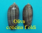 Oliva irisans f concinna f oldi 